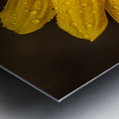 Sunflower Metal print