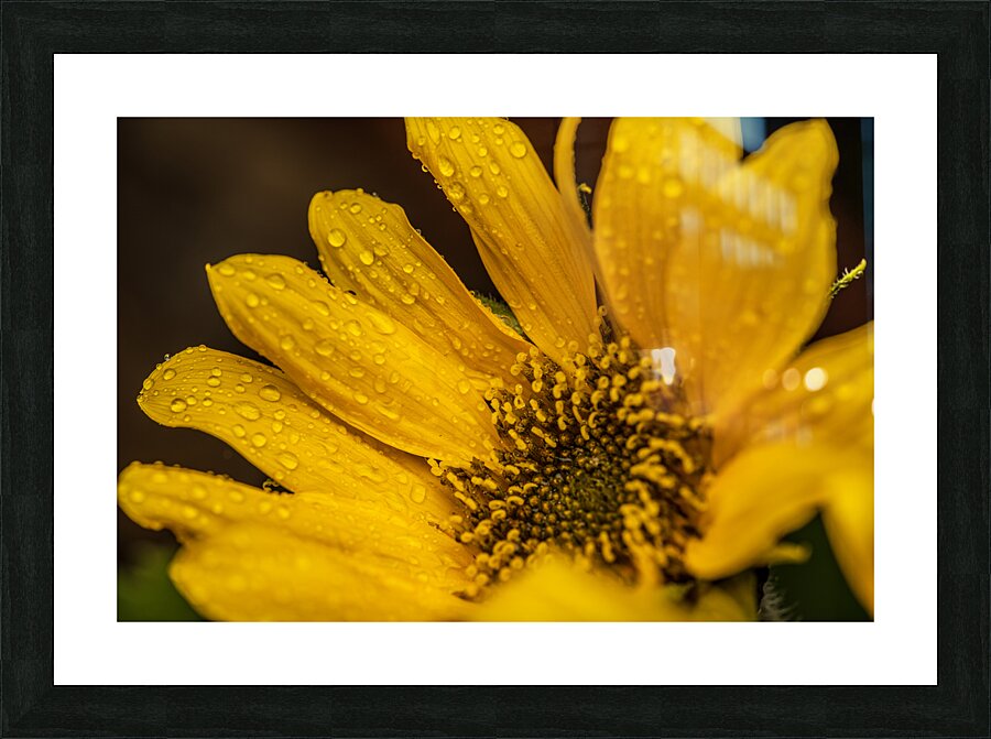 Sunflower Picture Frame Printing
