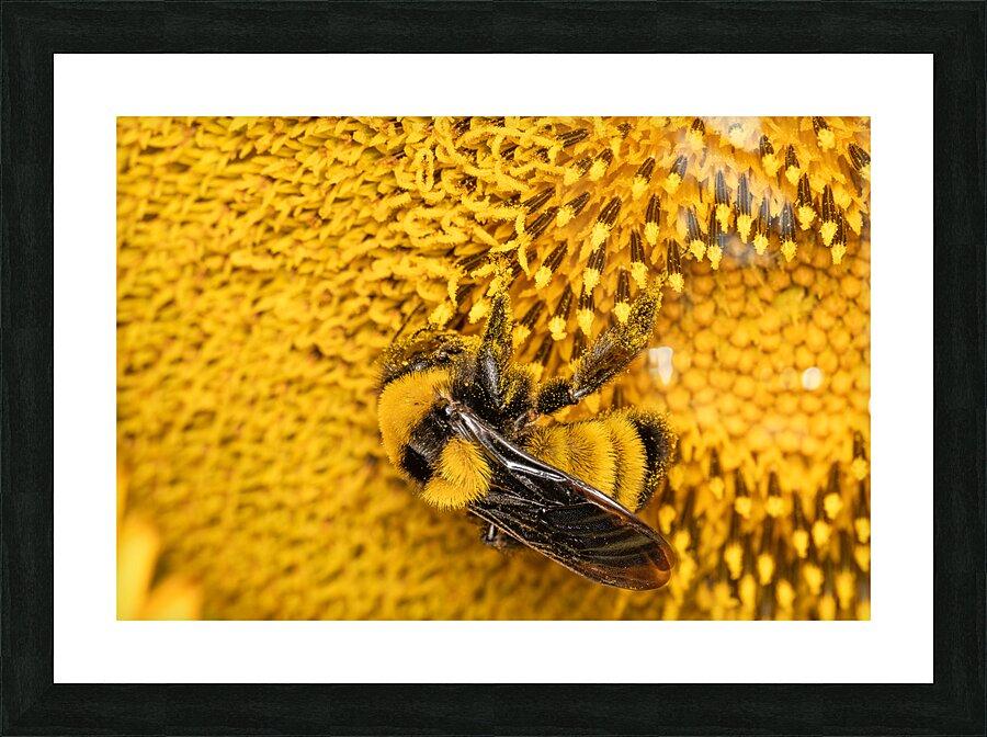 Sunflow Bee Picture Frame Printing