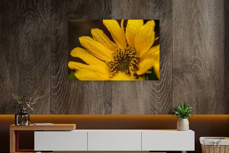 Sunflower Reproduction