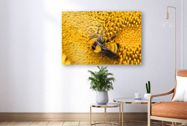 Sunflow Bee Reproduction