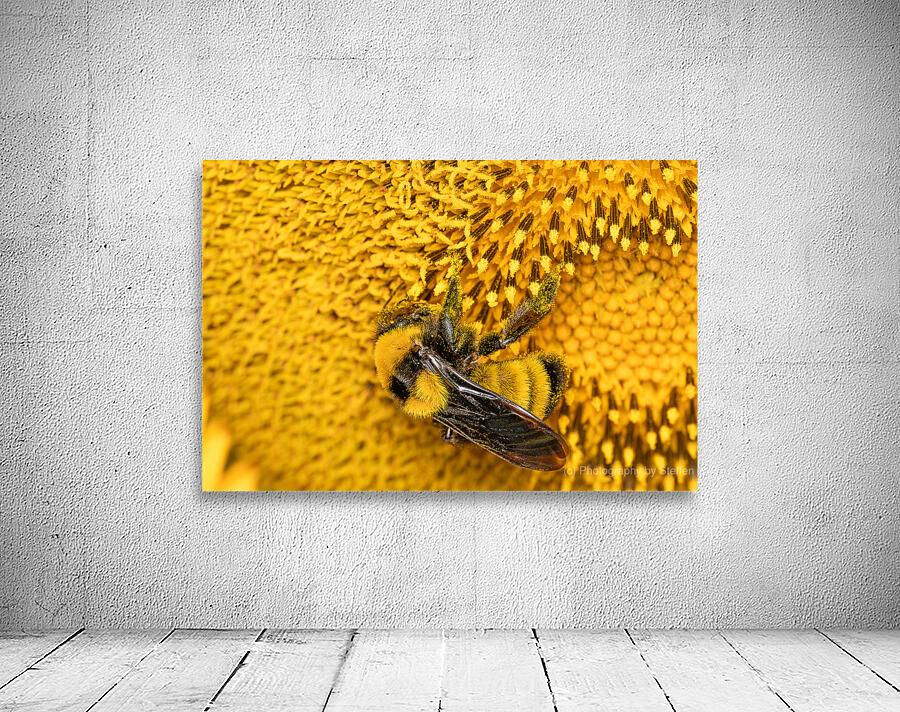 Sunflow Bee Wall Preview