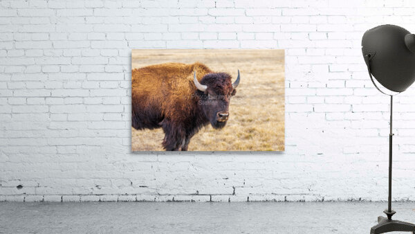 Camp Verde TX. Wall Preview