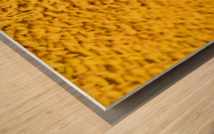 Sunflow Bee Wood print