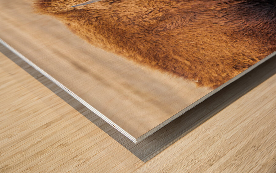 Camp Verde TX. Wood print