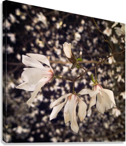 Magnolia bloom Canvas Print