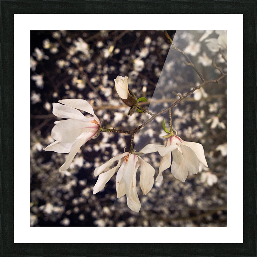 Magnolia bloom Picture Frame print
