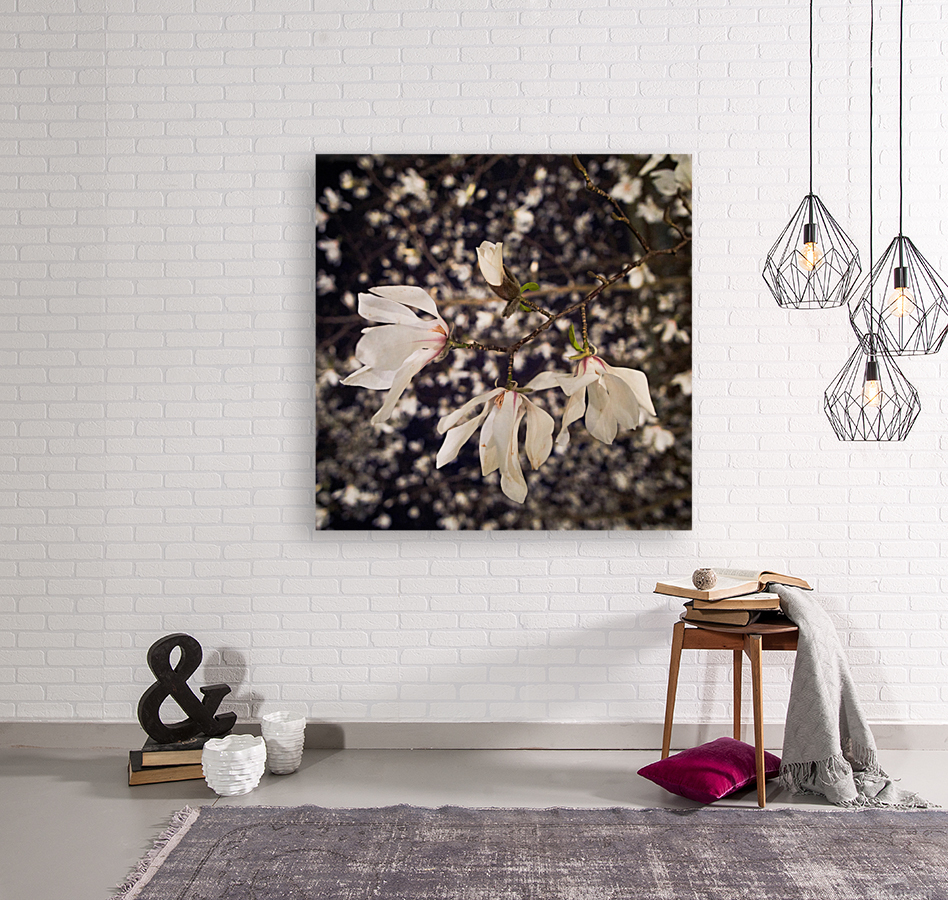 Magnolia bloom Reproduction