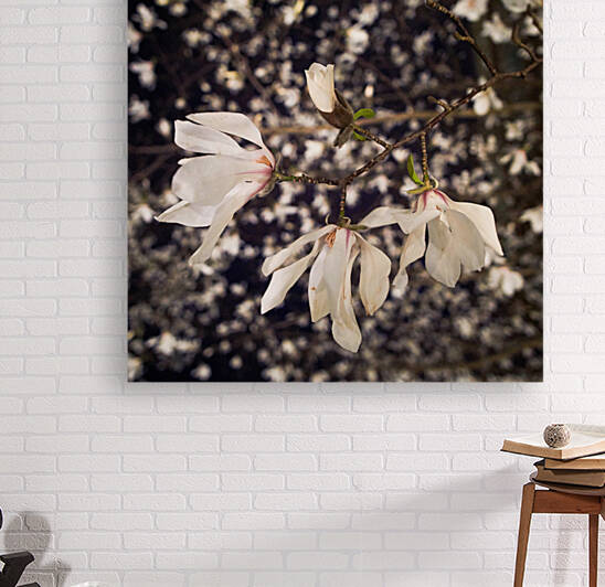 Magnolia bloom by alex nika photography