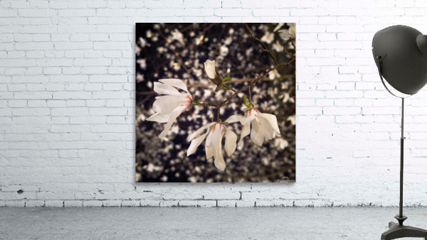 Magnolia bloom Wall Preview
