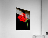 Rose Burst Acrylic Print