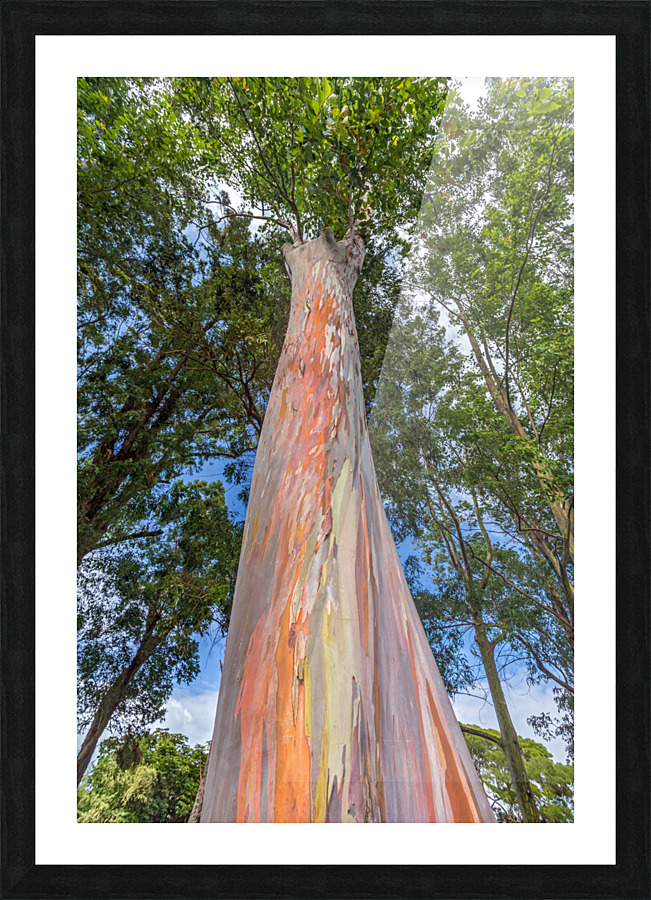 Rainbow Tree Picture Frame print