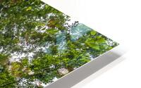 Rainbow Tree HD Metal print
