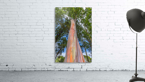 Rainbow Tree Wall Preview