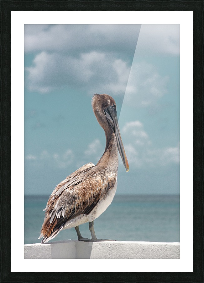 Pelican Picture Frame print
