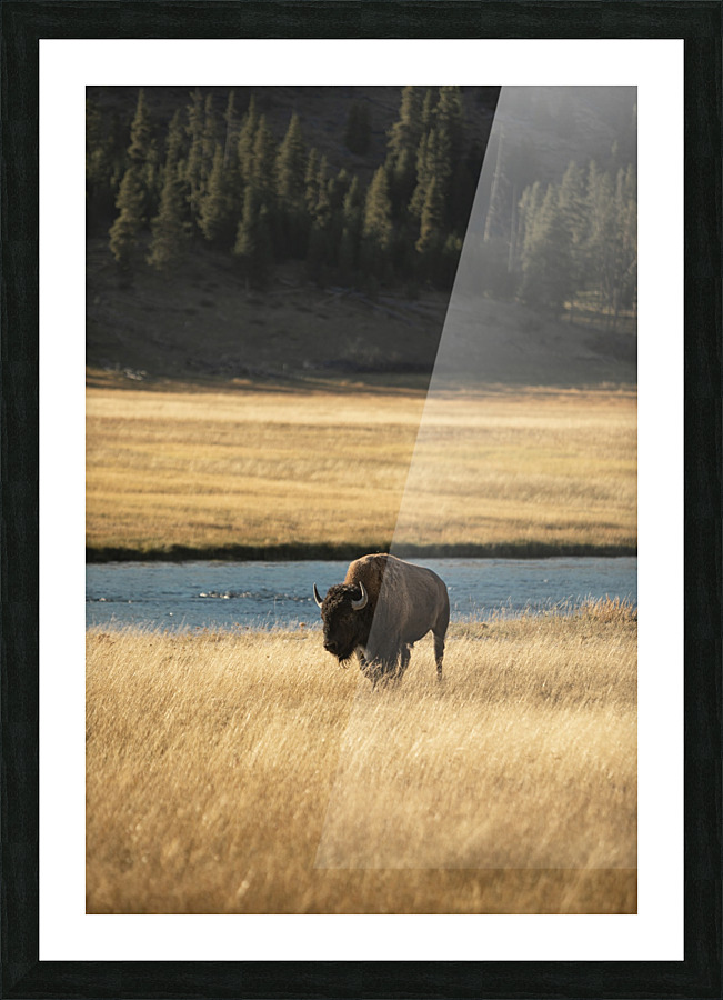 Bison River Picture Frame print