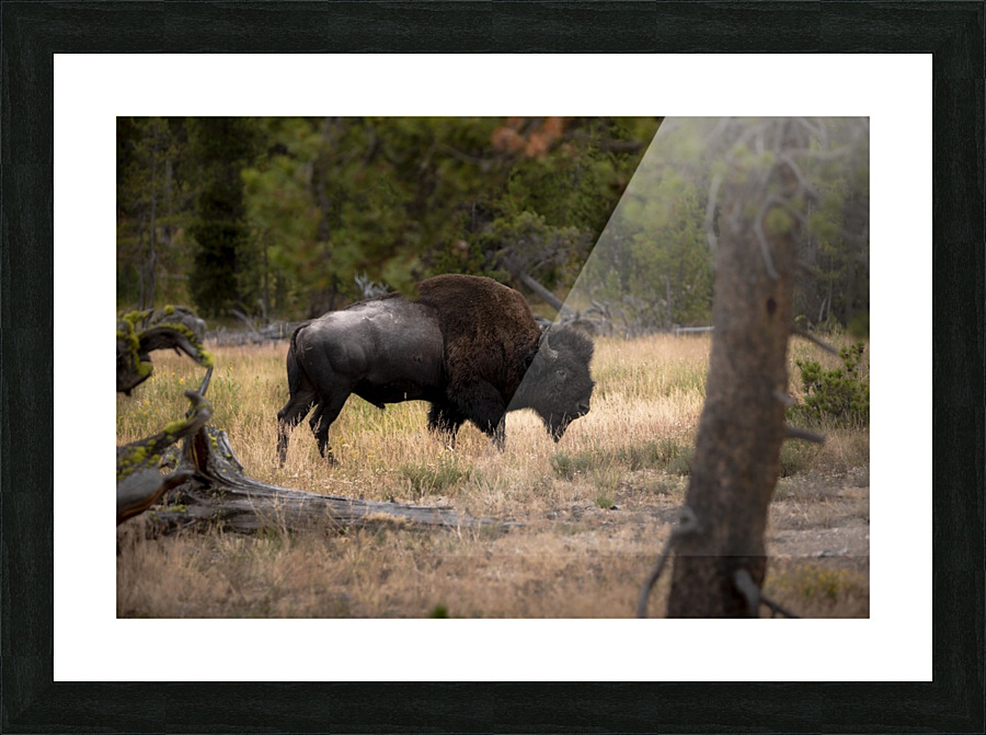 Bison Picture Frame print