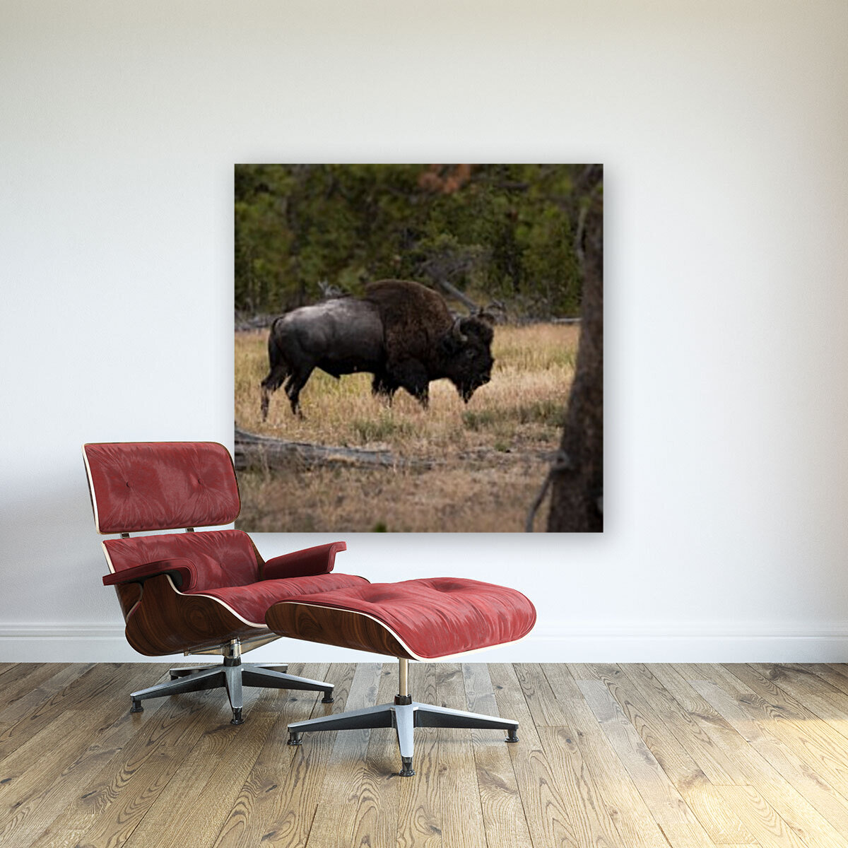 Bison Reproduction