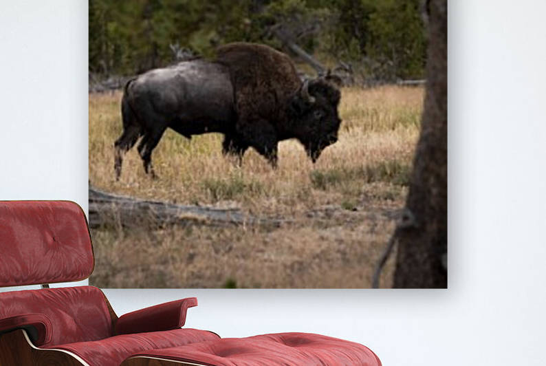Bison Reproduction