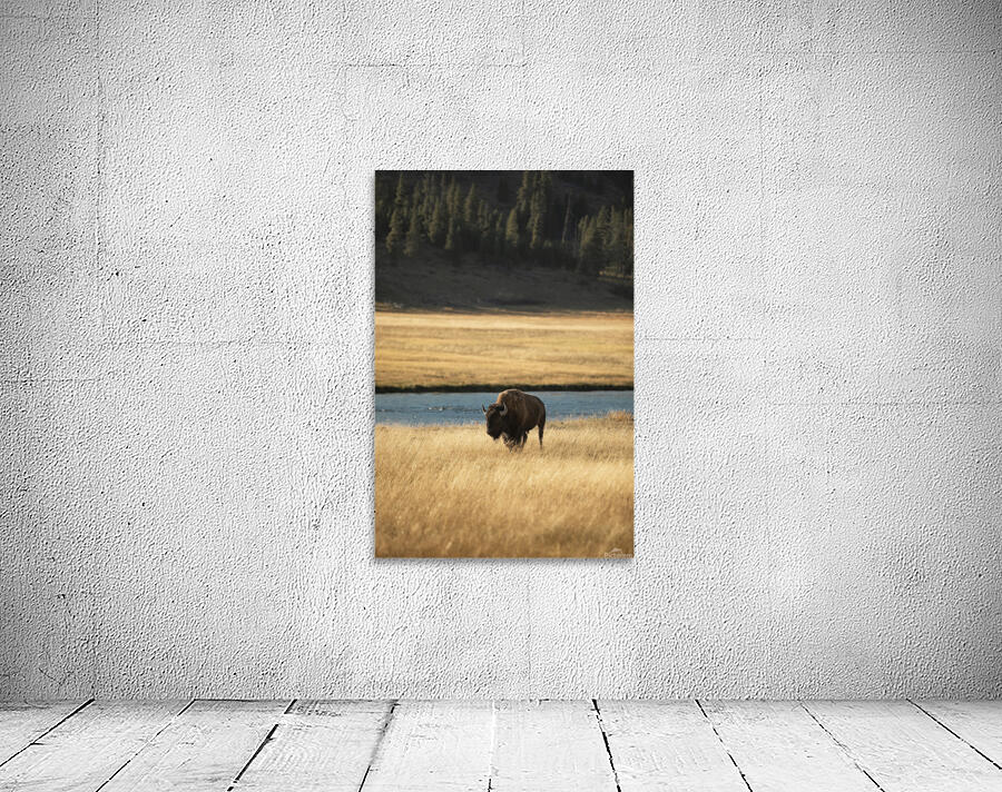 Bison River Wall Preview