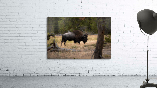 Bison Wall Preview