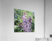 Blooming Lilacs Acrylic Print