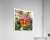 greenhousepansy border Acrylic Print