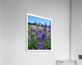 lavenderbee border Acrylic Print