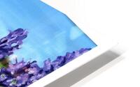lavenderbee border HD Metal print