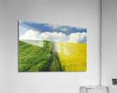 Path Through Barley and Canola Acrylic Print