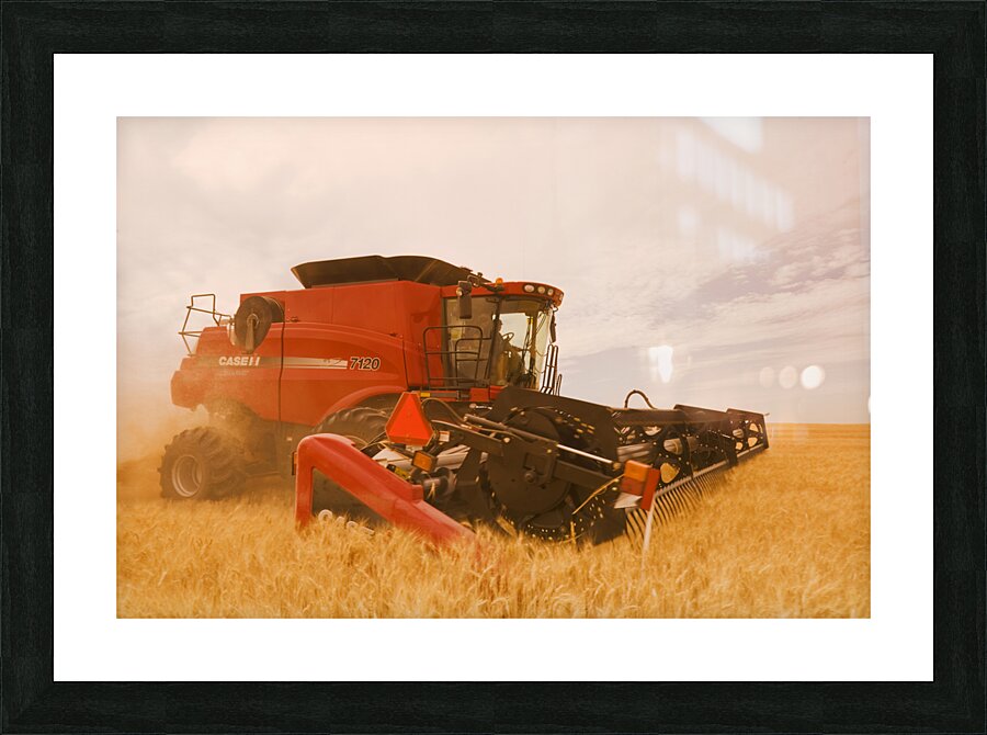 a combine harvests durum wheat Picture Frame print