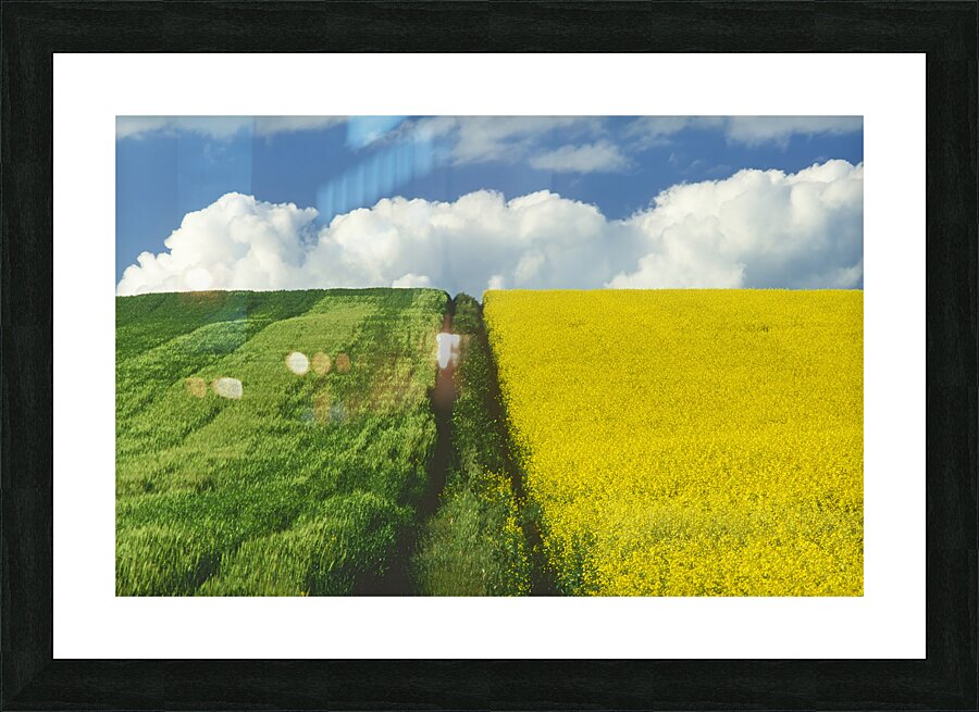 Path Through Barley and Canola Picture Frame print