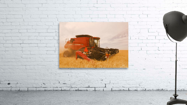 a combine harvests durum wheat Wall Preview