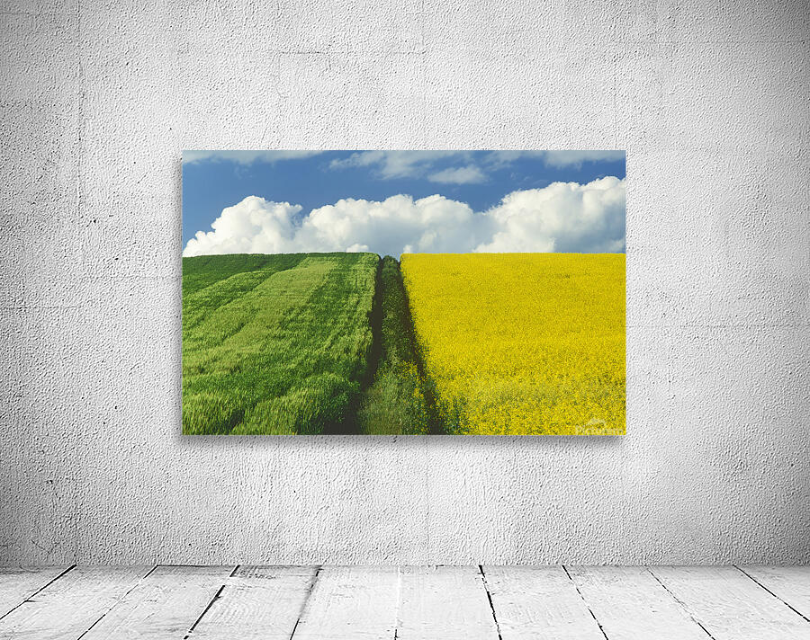 Path Through Barley and Canola Wall Preview