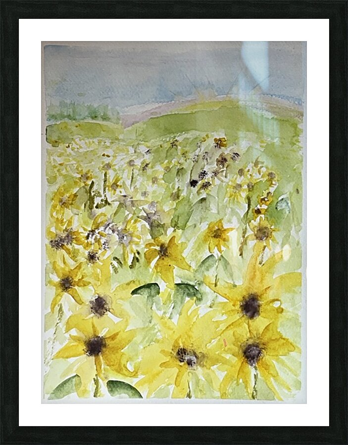Sunflower Field 1 Picture Frame print