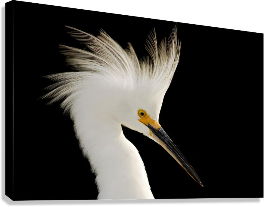 Snowy Egret