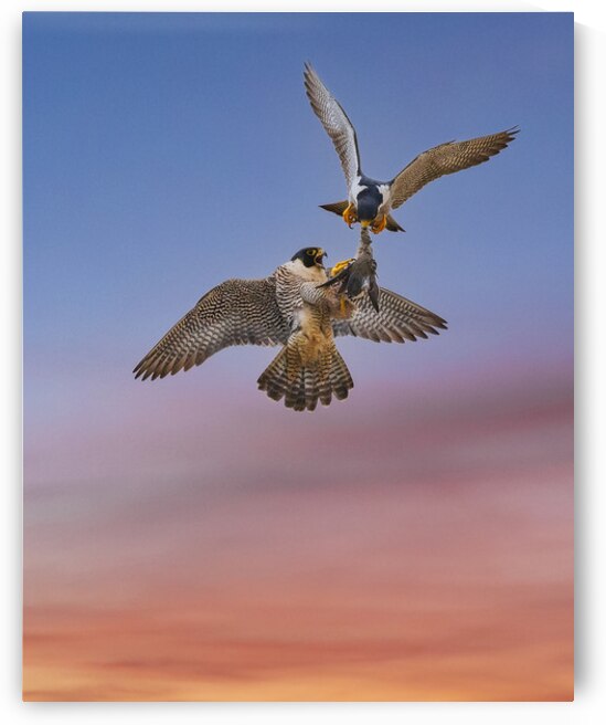 Peregrine Sunset Dinner by San Diego Photo