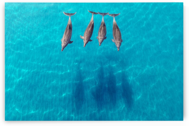 Chasing Shadows by San Diego Photo