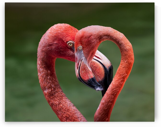 Love Birds by San Diego Photo