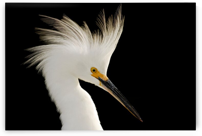 Snowy Egret by San Diego Photo