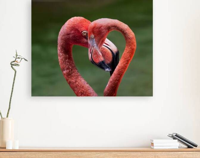 Love Birds by San Diego Photo