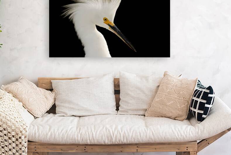 Snowy Egret by San Diego Photo