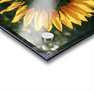 a close up photograph of a vibrant sunflower in f Acrylic print