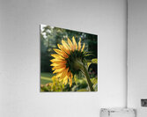 a close up photograph of a vibrant sunflower in f Acrylic Print