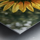a close up photograph of a vibrant sunflower in f Metal print