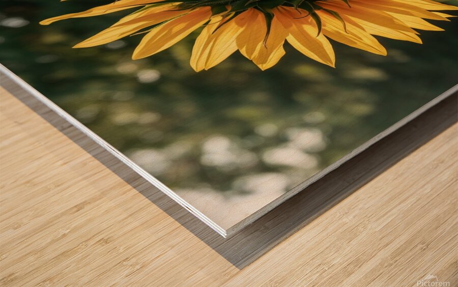 a close up photograph of a vibrant sunflower in f Wood print