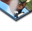 Heavy horse Acrylic print