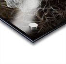 Bone in grass Acrylic print