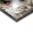 Gizmo - fast asleep Acrylic print