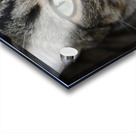 Gizmo - hansome Acrylic print